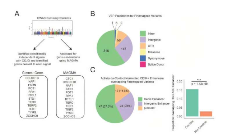 致病基因优先排序和变异功能注释。A) 确定可能致病基因的优先排序策略。确定了与条件独立全基因组显著信号最接近的基因。使用 MAGMA 识别与汇总统计数据相关的基因。B) 精细映射的 90% 可信度集变异的 VEP 预测。C) 造血干细胞中与 ABC 增强子重叠的精细映射变异(使用卡方检验计算富集)。