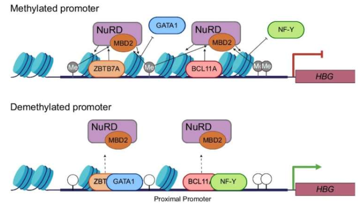 启动子CpG位点甲基化抑制HBG基因的模型