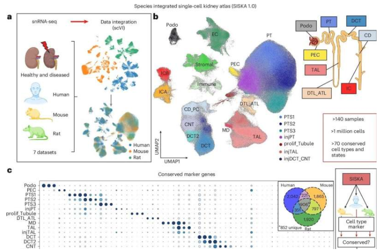 物种整合的单细胞肾脏图谱(SISKA 1.0)