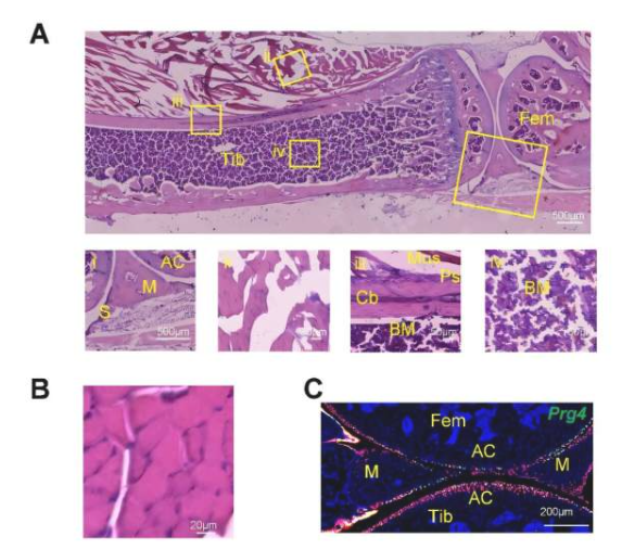 Prg4 表达标记了骨骼肌中一组 FAP
