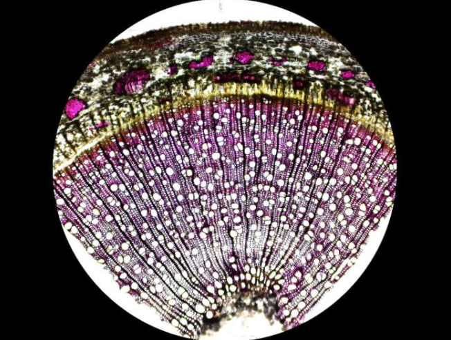 毛果杨(Populus trichocarpa)茎的横截面光学显微镜图像(完整横截面直径：5毫米)。细胞中的洋红色反映了木质素的存在，木质素是木材的关键成分，提供结构强度