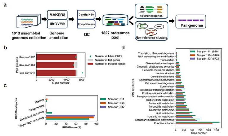 酿酒酵母泛基因组的构建和质量分析