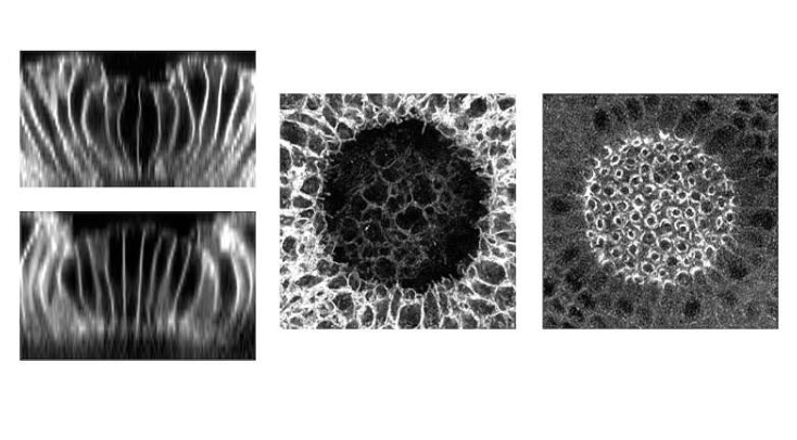 重新设计细胞内的力调节蛋白,使其能够利用特定波长的光控制其行为。侧视图:一小群光遗传学激活的细胞在胚胎内部形成一条沟(上图,最左侧);侧视图:一大群光遗传学激活的细胞向胚胎外部弯曲(下图,最左侧);俯视图:一大群光遗传学激活的细胞向胚胎外部弯曲(中间);肌球蛋白(一种收缩蛋白)的模式与一大群细胞的光遗传学激活相关(最右侧)。