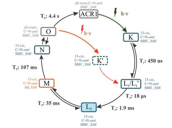 GtACR1 光循环模型的修订版。