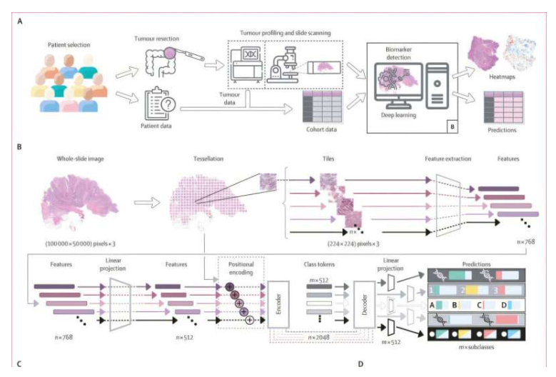 实验设计、队列特征描述及预测分析示意图