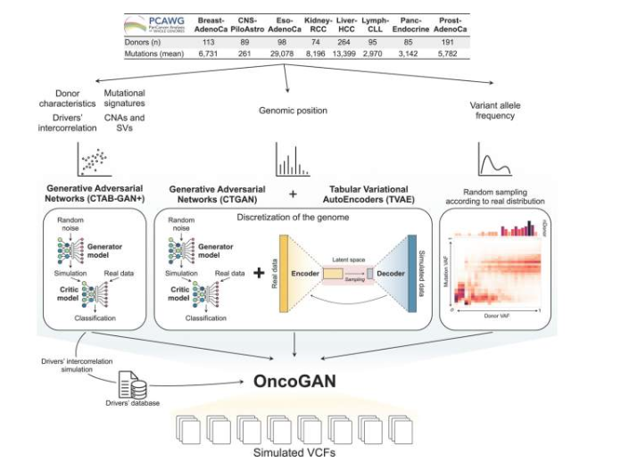 OncoGAN 集成流程概述，用于模拟合成 VCF。