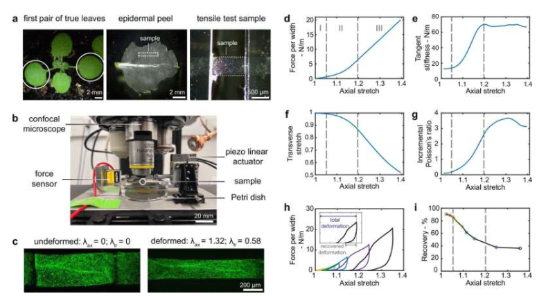 拟南芥叶片表皮具有三态非线性力学行为