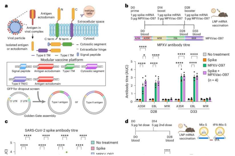 MVP 增强了小鼠对猴痘病毒 mRNA 抗原的免疫应答