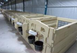 أقفاص العجول