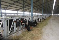 نير عنق البقر