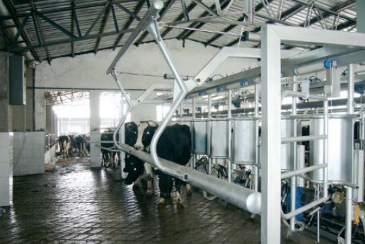 Fischgräten-Schnellverschluss-Melkmaschine