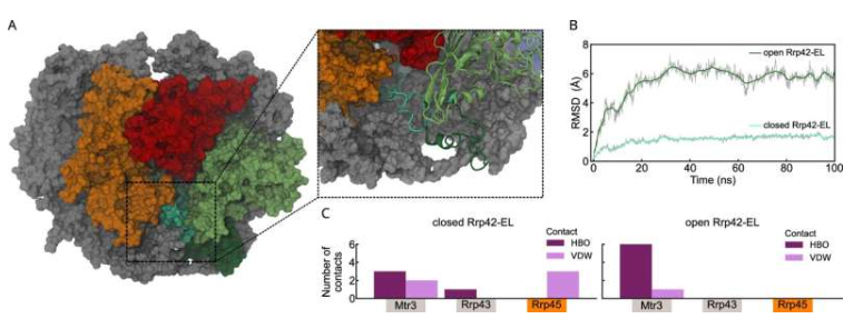 Rrp42-EL 在关闭和打开状态下的 MD 模拟
