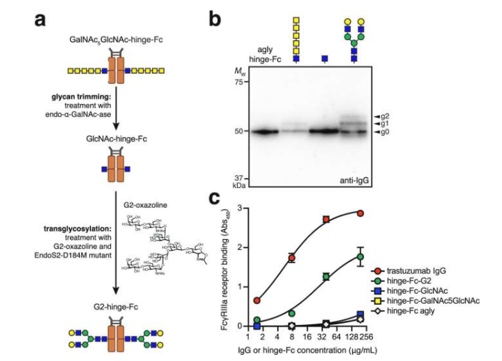 大肠杆菌衍生的铰链-Fc蛋白的化学酶促聚糖重塑