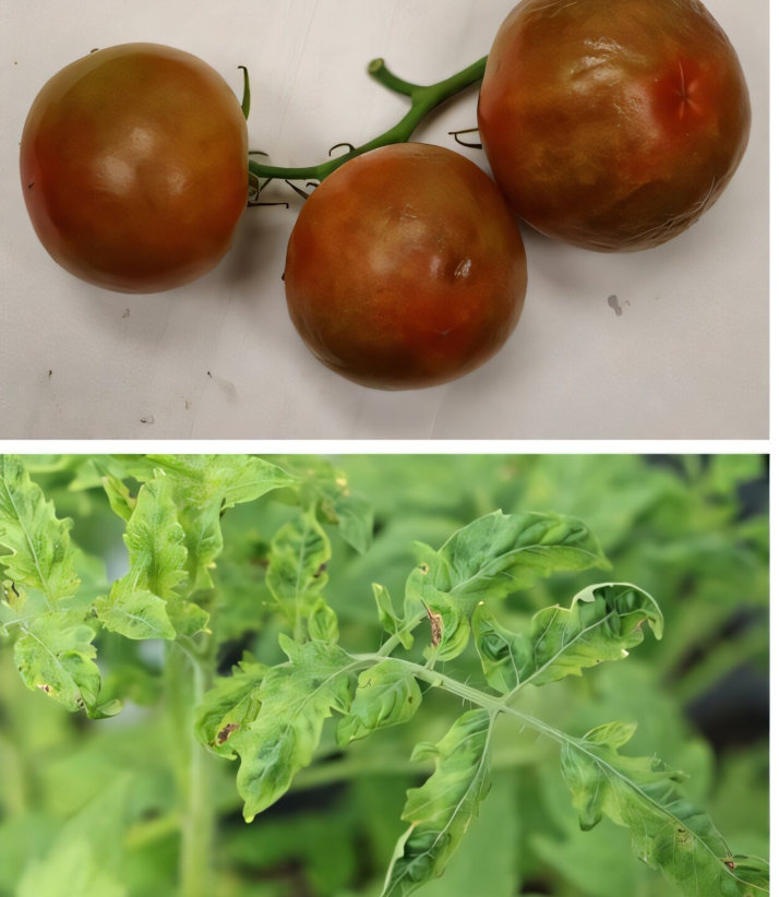 感染番茄褐色皱纹果病毒的番茄，果实呈现褐色皱纹(上图)，叶片呈现斑驳花叶(下图)