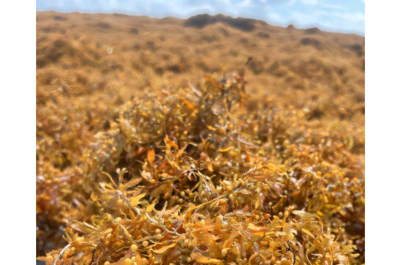 大量褐藻被冲上巴西北部、加勒比海地区和美国的海滩。图片来源：João Adriano Rossignolo/FZEA-USP