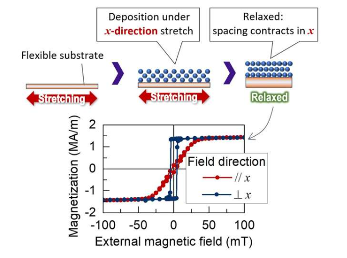 在沿 x 方向拉伸基底的同时,沉积了一层磁性纳米薄膜(厚度约为 3 纳米的钴)。当基底释放至松弛状态时,x 方向的原子间距收缩(示意图,右上)。平行和垂直于 x 方向施加磁场时测得的磁化曲线差异显著,表明磁各向异性已嵌入薄膜中(下图)
