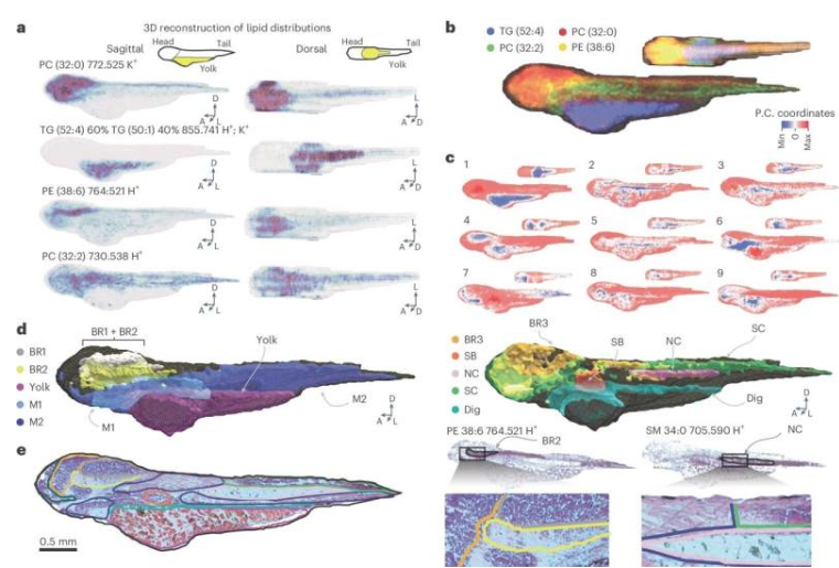 斑马鱼胚胎72小时受精后代谢特征分析
