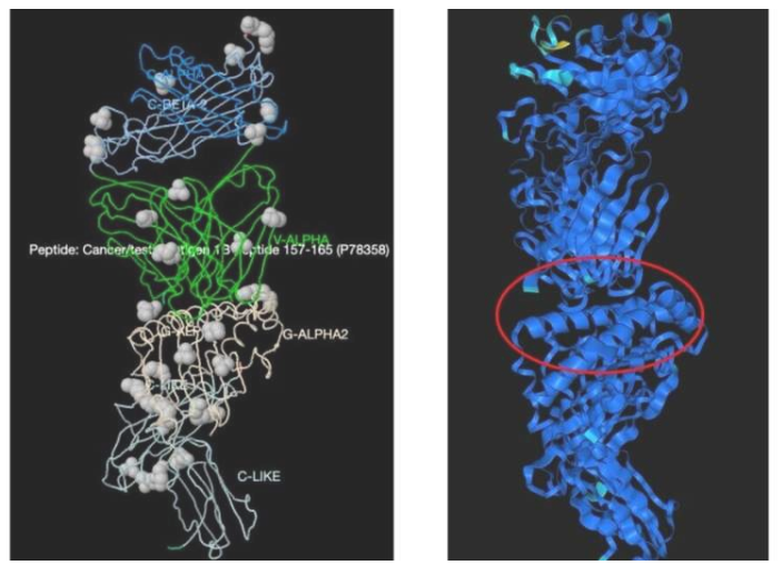 X射线晶体学结构及基于AF3的T细胞-pMHC相互作用预测
