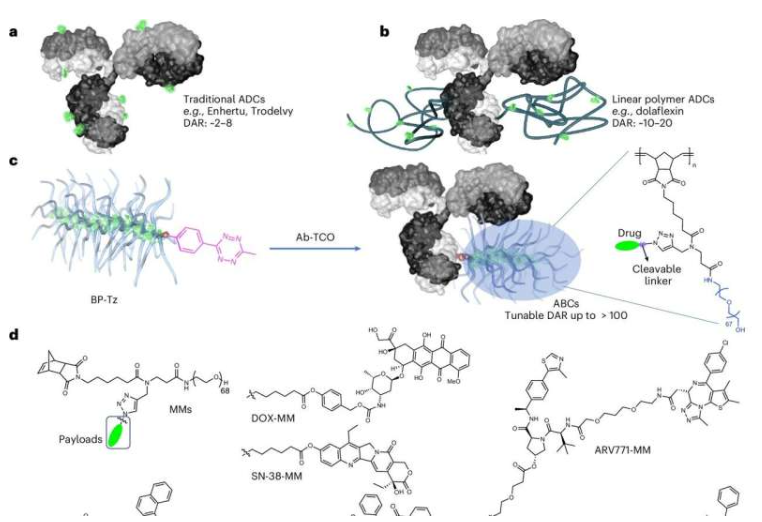 ABC的构建及体外评估