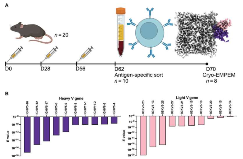 NA疫苗接种后预测的活性位点pAb基因使用情况。( A ) 冷冻EMPEM和B细胞分选的疫苗接种方案。活性位点pAb重链和轻链对应的密度分别以紫色和粉色显示。NA密度以浅灰色显示。( B ) 活性位点pAb重链和轻链的热门基因使用情况。