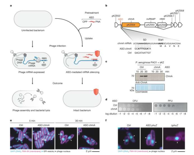 ASO沉默假单胞菌中的ΦKZ转录本。