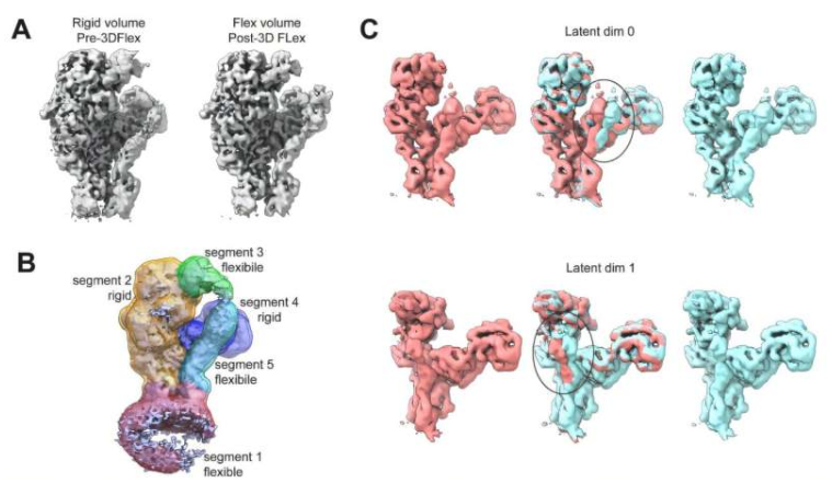 TF/FVIIa/XK1/10H10/纳米圆盘结构的3D柔性细化