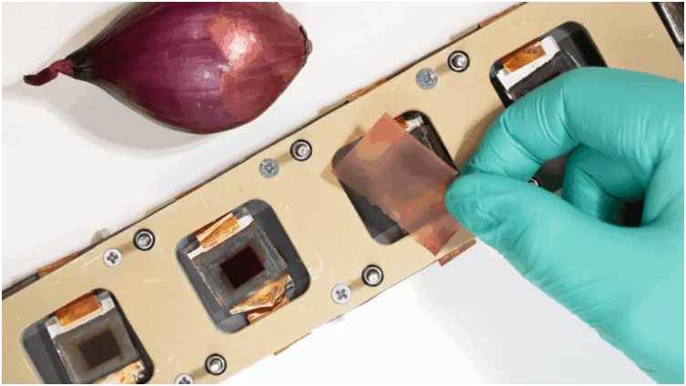 用红洋葱皮提取物染色的薄膜和染料敏化太阳能电池。在研究中,这些薄膜被放置在太阳能电池的顶部。图片来源:Väinö Anttalinen