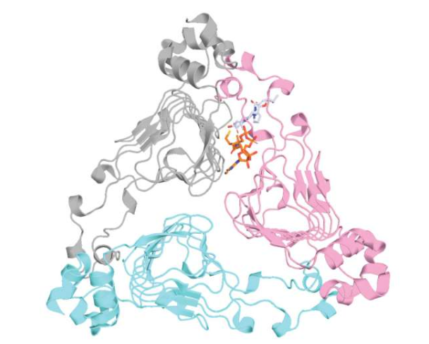 细菌通过产生弗吉尼亚霉素乙酰转移酶D(VatD)等蛋白质来抵抗抗生素,如图所示。VatD修饰抗生素,阻止其与细菌结合