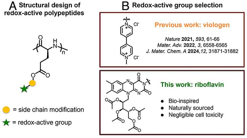 1 / 1(A) 带有氧化还原活性侧基的多肽的结构设计。(B) 选择核黄素作为紫精的潜在电活性替代品，以增强所得氧化还原活性多肽的可持续性和生物相容性。图片来源：美国国家科学院院刊(2025)