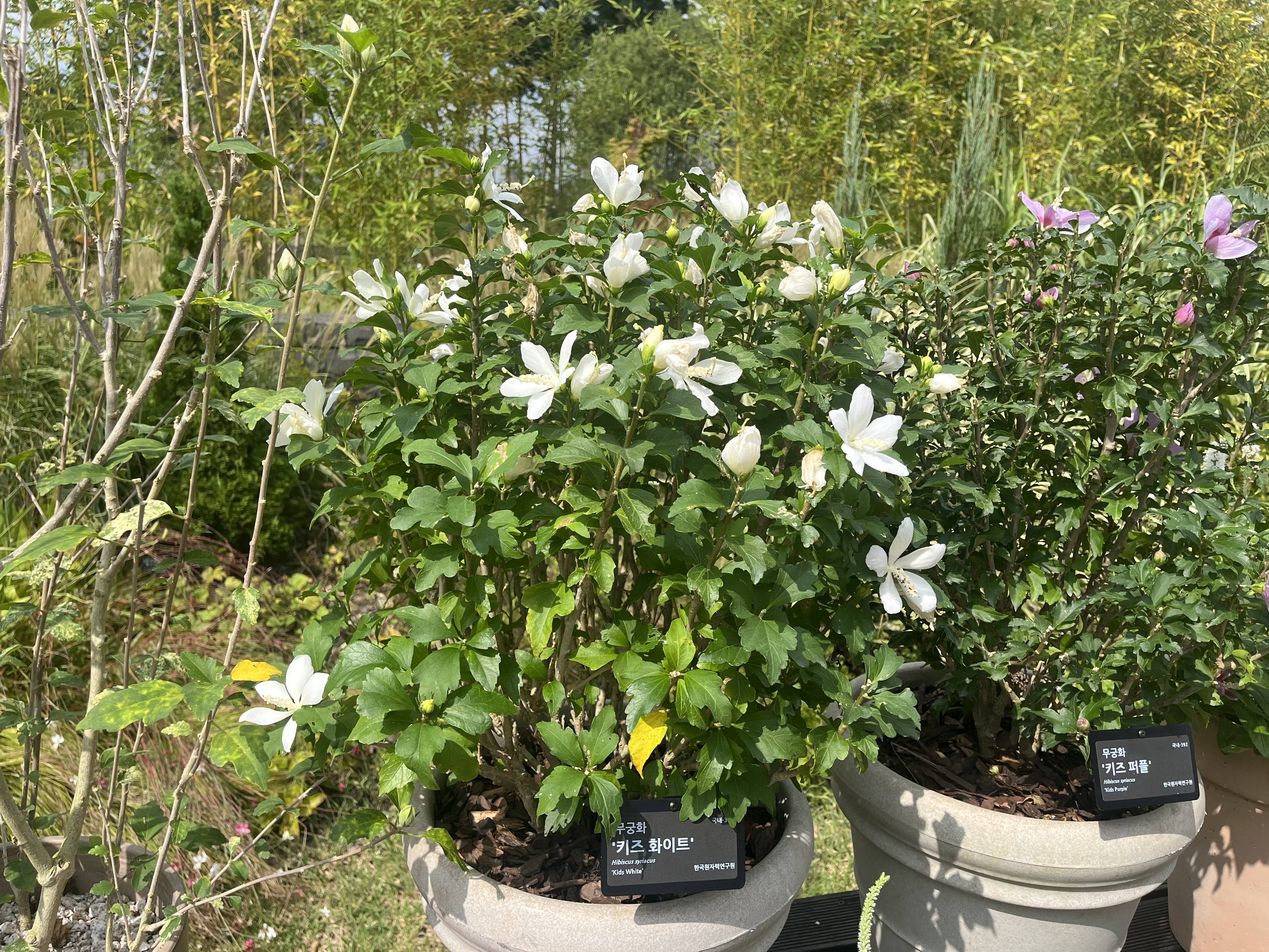 木槿“Kids White”