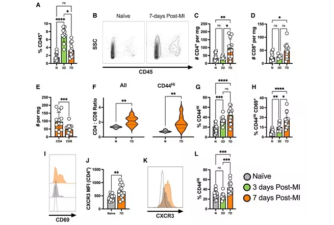 心肌梗死再灌注能迅速诱导局部的心脏T细胞反应