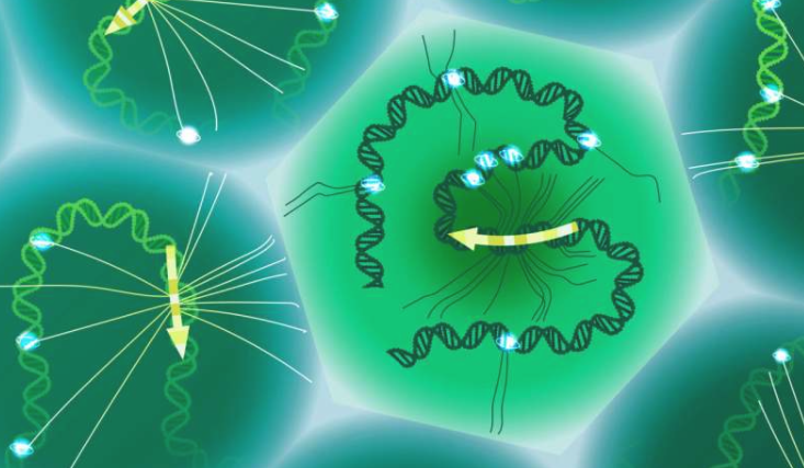EMBL 的科学家创建了 SDR-seq,这是一种单细胞 DNA-RNA 测序工具,可以同时研究 DNA 和 RNA,将编码和非编码基因变异与同一单细胞中的基因表达联系起来