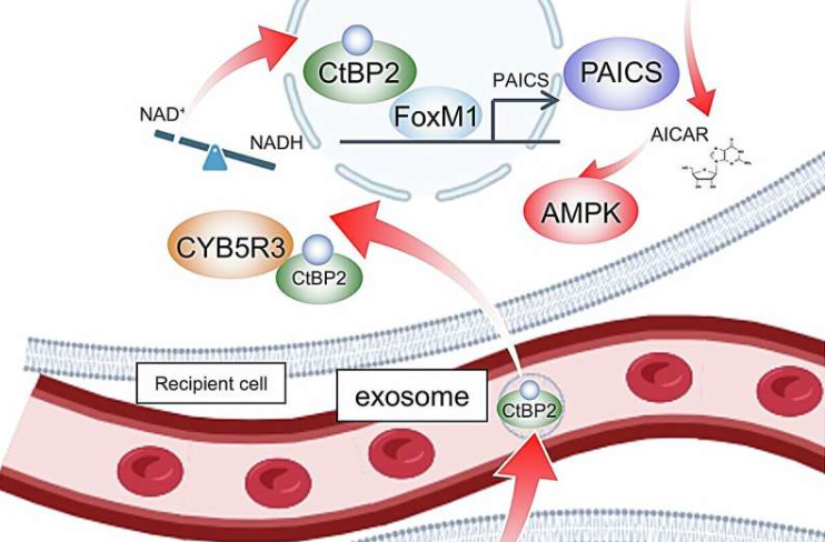 所提模型示意图