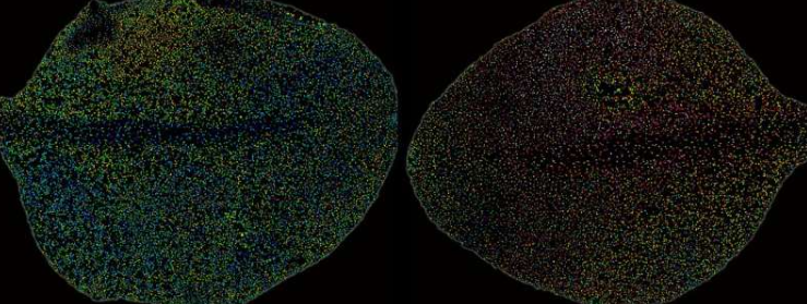 拟南芥成熟叶片(左)感染20小时后,模拟环境(左)和感染环境(右)的三周龄叶片对比:右侧叶片显示水杨酸(SA)从病原体入侵处向外扩散。