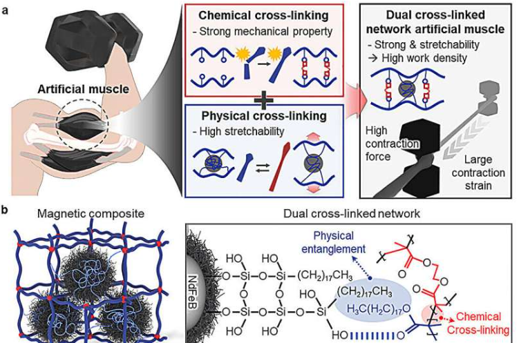 示意图，展示了磁性人工肌肉的双交联策略和热机械驱动机制