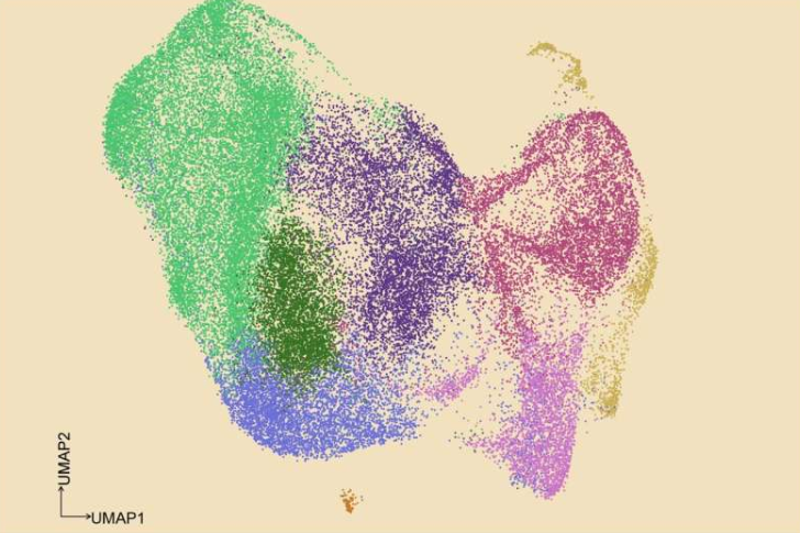 UMAP 图表描绘了 45,963 个癌细胞,这些癌细胞来自慢性淋巴细胞白血病(CLL)已转化为更具侵袭性的患者。不同的颜色代表不同的细胞状态(例如,浅绿色代表炎症状态,亮粉色代表增殖状态)。GoT-Multi 将这些细胞状态与其突变状态关联起来,以揭示导致治疗耐药性的基因活性共性。