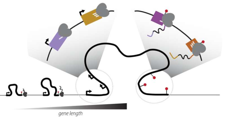 转录延伸速率驱动mRNA起始和终止的位置协调