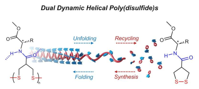 这是螺旋聚合物动力学的图形表示。