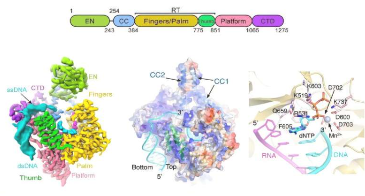 LINE-1 ORF2p逆转录转座复合物功能性结构