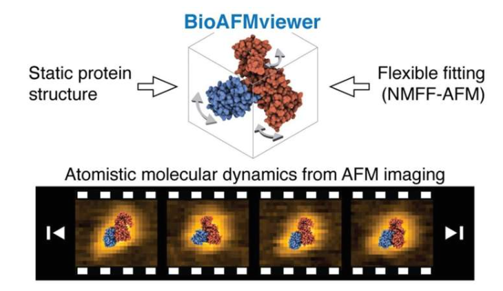 BioAFMviewer 灵活拟合示意图，利用高速原子力显微镜 (HS-AFM) 成像数据推断原子级生物分子动力学。
