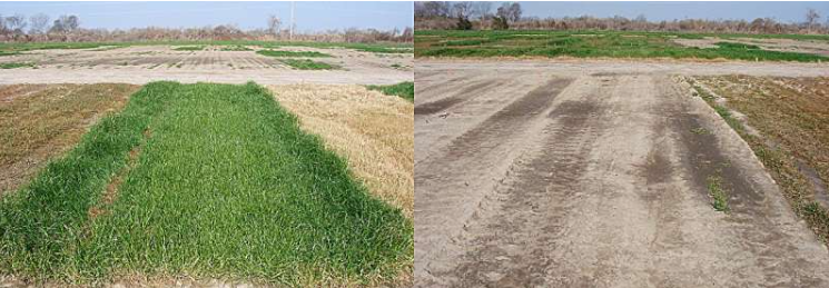 左图:未经处理的田块表明,为了获得有利可图的水稻生产,需要控制抗草甘膦黑麦草。右图:密西西比州立大学最近的研究表明,秋季施用残留除草剂,例如精二甲吩草胺(Outlook 中的一种活性成分),是控制抗草甘膦意大利黑麦草的有效选择。