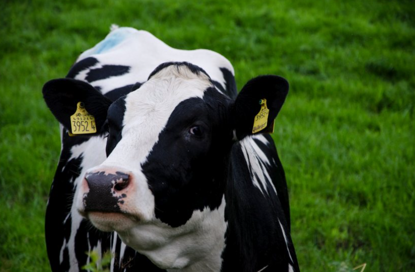 欧盟强劲需求推动产量增长,北爱尔兰牛奶产量同比增长 9%