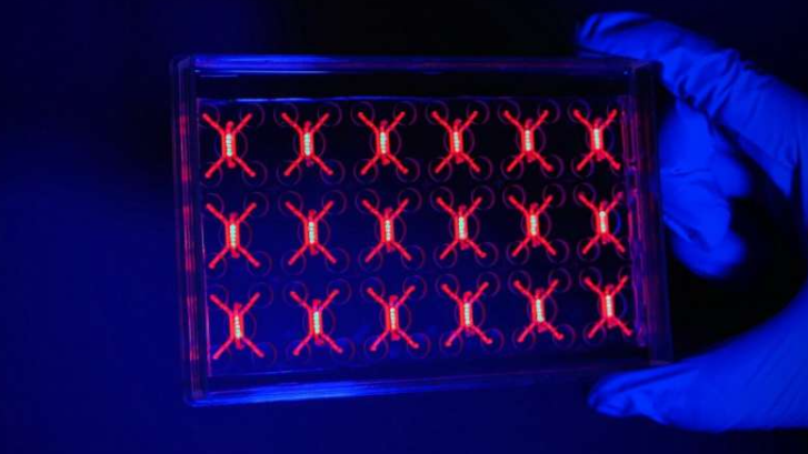 宾夕法尼亚大学的工程师及其合作者开发出一种透明的微型工程装置,其中装有活体血管化的人类肺癌模型——“芯片上的肿瘤”。该装置还表明,糖尿病药物维格列汀能够帮助更多CAR-T细胞突破肿瘤的防御,并有效攻击肿瘤。