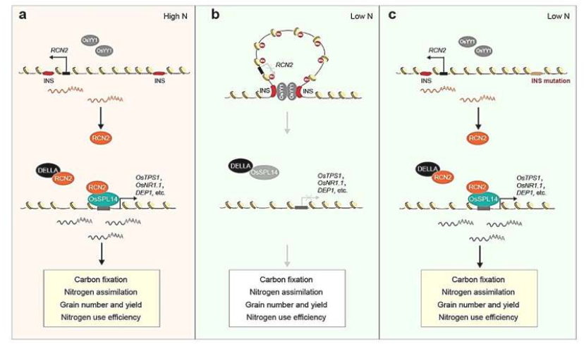 通过染色质环挤出驱动的RCN2转录调控，提高可持续绿色革命的产量。