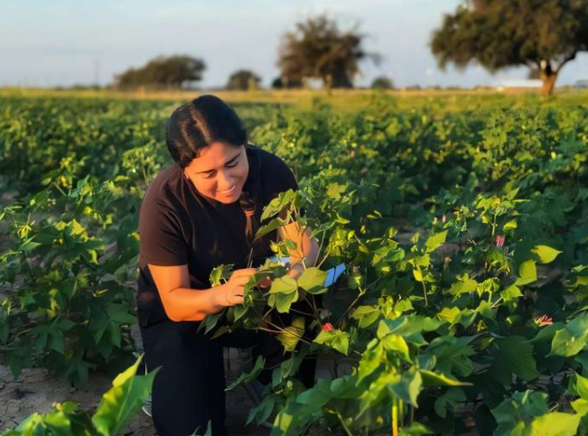 前爱荷华州立大学博士生戴安娜·埃斯卡米拉正在田野里工作。