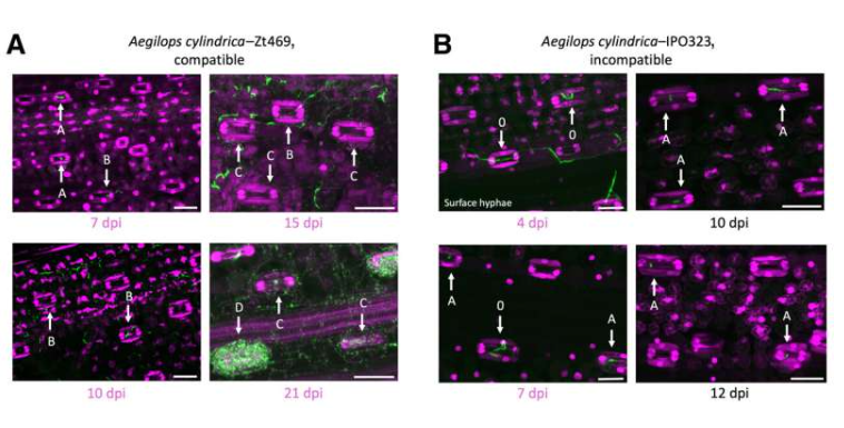 共聚焦激光扫描显微镜 (CLSM) 图像显示了感染了 IPO323(不亲和)和 Zt469(亲和)小麦颖枯病菌分离株的圆柱山羊草 (Aegilops cylindrica) 叶片。显微图像来自 CLSM 分析,采用图像 z 轴堆叠的最大投影。细胞核和植物组织以紫色显示,真菌菌丝以绿色显示。除不亲和互作的感染后 4 天 (dpi) 样本外,图中仅显示了在植物组织内生长的真菌菌丝。字母表示图像所代表的感染阶段。紫色标注的时间点用于 RNA 测序分析。A,在亲和互作过程中可以观察到四个感染阶段(A 至 D),代表了从早期生物营养到晚期坏死营养的所有阶段。B,不亲和互作样本仅显示真菌在表面增殖并通过气孔侵入(0 和 A 阶段)。