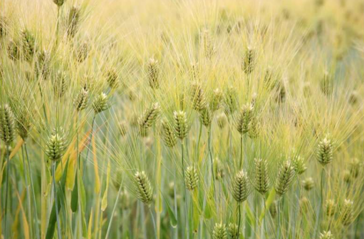 大麦是少数几种似乎对基因改造反应积极的作物之一，这种基因改造使其能够通过与细菌共生来固定空气中的氮。