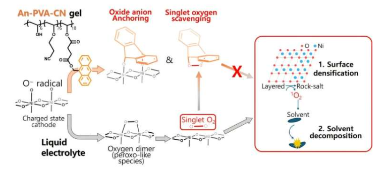蒽基部分的示意图:表面氧锚定和单线态氧清除。