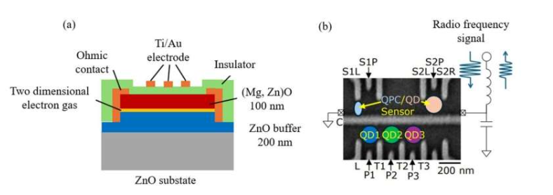 电子邮件 家 物理 凝聚态物质 家 物理 量子物理学 2025年11月14日 要点 控制氧化锌半导体中的三量子点 由东北大学 由萨迪·哈雷 编辑 ,罗伯特·伊根审阅 编者按 (a) 所制备的ZnO器件示意图。二维电子气形成于(Mg, Zn)O和ZnO之间。通过对该二维电子气施加栅极电压,形成量子点。(b) 该器件的扫描电子显微镜图像。下半部分形成三重量子点,上半部分形成传感器量子点和量子点接触。图片来源:Scientific Reports (2025)。DOI:10.1038/s41598-025-20567-9 量子计算机在处理某些计算时,速度有望比传统计算机快指数级,但要使其真正投入实际应用,亟需开展更多研究。量子计算机使用一种称为量子比特(qubit)的基本信息单元来运行——就像传统计算机使用二进制的0和1系统一样,但量子计算机拥有更多可能性。 然而,量子计算机的运行需要大量的量子比特。对量子点——一种具有独特性质、可作为量子比特的纳米结构——的研究对于克服这一障碍至关重要。 量子点控制方面的突破 日本东北大学先进材料研究所(WPI-AIMR)的研究人员在实现下一代量子信息处理技术方面取得了重大进展。该研究成果发表在《科学报告》(Scientific Reports)上。 研究团队成功地在氧化锌(ZnO)中制备并电控了三重量子点。氧化锌是一种氧化物半导体,以其良好的自旋相干性和强电子关联性而闻名。虽然此前已在氧化锌中制备出单量子点和双量子点,但如何大规模制备多个可控量子点一直是巨大的挑战。 通过耦合多个量子点,研究人员可以研究复杂的量子行为,并开发量子计算的潜在架构。 观测新的量子现象 该团队还观察到一种独特的现象,称为量子元胞自动机(QCA)效应,这种现象只出现在由三个或更多耦合量子点组成的系统中。 由伍斯特理工学院人工智能与材料研究所 (WPI-AIMR) 和东北大学电气通信研究所副教授大塚智弘领导的研究团队,通过精确的电场控制,制造出一种能够形成三个耦合量子点的氧化锌异质结构器件。 他们证实,每个量子点都达到了少电子状态,这是应用量子比特的关键条件。此外,通过分析电子输运特性,研究人员检测到了量子点激活分析(QCA)效应,即一个量子点中的电荷分布通过静电耦合影响相邻的量子点,并诱导两个电子同时运动——这是实现低功耗量子逻辑运算的关键机制。 了解更多 锌 科学 锌 科学 氧化锌 氧化锌 科学 氧化锌 锌 神经科学研究发现 对未来量子技术的影响 “这项研究表明,氧化锌可以容纳多个可控的量子点,并在其中发生复杂的量子相互作用,”大塚说。“我们的下一步是探索这些氧化物系统中的相干量子控制和量子比特操作。” 这项研究利用氧化锌(一种在防晒霜和透明电子产品等日常技术中已经很常见的材料)来创建和控制量子比特,从而开辟了一条新途径。 这类研究是克服构建稳定且可扩展量子系统所面临的主要挑战的重要一步。如果我们能够实现这一目标,量子计算机有望彻底改变材料设计、药物研发和数据安全等领域。 因此,这一发现不仅扩大了可用于量子计算的材料范围,而且使我们离未来实用、节能的量子设备更近了一步。 更多信息: Koichi Baba 等人,《ZnO 异质结构中少电子三量子点的形成》,《科学报告》(2025)。DOI :10.1038/s41598-025-20567-9 期刊信息: 《科学报告》 由 东北大学提供 进一步探索 通往新型量子器件的途径:氧化锌中的电学量子点 Facebook 叽叽喳喳 电子邮件 给编辑的反馈 精选 最后评论 受欢迎的 拉曼量子存储器展现出接近完美性能 2025年11月15日 2 周六趣闻:人类的双手很灵敏;太阳系运行速度比预测快3倍 2025年11月15日 0 掌握多种语言可能有助于保持大脑年轻。 2025年11月15日 0 来自四千年前高脚杯的图像可能描绘的是宇宙创世的故事,而非《埃努玛·埃利什》神话。 2025年11月15日 0 AI数学天才提供100%准确的结果 2025年11月14日 1 物种危机:极度濒危的企鹅正与渔船直接竞争 17分钟前 新型光子芯片可按需被动地将激光转换为多种颜色。 18小时前 科学家将宇宙射线之谜解开,发现“膝状”结构与黑洞有关 2025年11月16日 一万年前,狗与人类部落一起生活,它们的体型和形状各异。 2025年11月15日 新技术能够更快地设计针对离子通道相关疾病的药物。 2025年11月15日 选择性PET回收:铁催化剂和醇类将瓶子和纺织品转化为有价值的化合物 2025年11月15日 研究显示,漂流木会破坏潮间带生态系统。 2025年11月15日 小组辅导可以提升学生的情感技能和学校归属感。 2025年11月15日 拉曼量子存储器展现出接近完美性能 2025年11月15日 周六趣闻:人类的双手很灵敏;太阳系运行速度比预测快3倍 2025年11月15日 相关 PhysicsForums 帖子 除了半导体之外,固体中是否存在直接/间接带隙? 2025年11月10日 找不到s波超导体的特征值 2025年11月10日 微波腔内的离子阱 2025年11月6日 超导体中持续电流的稳定性与温度无关 2025年10月24日 瞬时偶极矩和轨道 2025年9月29日 将 .sle 文件转换为 VAMAS 文件,以便在 CasaXPS 中分析 XPS 数据 2025年8月26日 更多来自原子和凝聚态物质的内容 1 2 More news stories Species in crisis: Critically endangered penguins are directly competing with fishing boats A new study led by the University of St Andrews has found that critically endangered African penguins (Spheniscus demersus) are significantly more likely to forage in the same areas as commercial fishing vessels during years ... Plants & Animals 17 minutes ago 0 0 New photonic chips passively convert laser light into multiple colors on demand Over the past several decades, researchers have been making rapid progress in harnessing light to enable all sorts of scientific and industrial applications. From creating stupendously accurate clocks to processing the petabytes ... Optics & Photonics 18 hours ago 0 79 Cosmic ray puzzle resolved as scientists link 'knee' formation to black holes Milestone results released by the Large High Altitude Air Shower Observatory (LHAASO) on November 16 have solved a decades-old mystery about the cosmic ray energy spectrum—which shows a sharp decrease in cosmic rays above ... Astronomy Nov 16, 2025 1 119 Raman quantum memory demonstrates near-unity performance Over the past decades, quantum physicists and engineers have developed numerous technologies that harness the principles of quantum mechanics to push the boundaries of classical information science. Among these advances, ... Quantum Physics Nov 15, 2025 2 138 Speaking more than one language may help the brain stay younger Speaking more than one language can slow down the brain's aging and lower risks linked to accelerated aging. Other Nov 15, 2025 0 91 Imagery from 4,000-year-old goblet might depict a cosmic creation story, not Enuma Elish myth The story depicted on the ˁAin Samiya goblet—an 8 cm tall silver vessel from the Intermediate Bronze Age (c. 2650–1950 BCE)—might actually represent a different myth than originally thought, according to a new study. Archaeology Nov 15, 2025 0 93 Dogs 10,000 years ago roamed with bands of humans and came in all shapes and sizes From village dogs to toy poodles to mastiffs, dogs come in an astonishing array of shapes, colors and sizes. Today there are estimated to be about 700 million dogs living with or around humans. Evolution Nov 15, 2025 0 138 Drift logs destroy intertidal ecosystems, study shows Logs are a familiar sight on the beaches along the coast of Vancouver Island and Haida Gwaii and are often viewed positively, as they can stabilize the banks, be used for firewood or act as benches by beach-goers. However, ... Ecology Nov 15, 2025 1 109 Discover more ZnO Scientific Zinc Zn Science Sciences Zinc oxide zinc oxide zinc Science technology studies Selective PET recycling: Iron catalyst and alcohols convert bottles and textiles into valuable compounds Professor Kotohiro Nomura's research group at Tokyo Metropolitan University has developed an efficient method for the exclusive depolymerization of PET (polyethylene terephthalate), PET bottles and textile wastes, using alcohols ... Polymers Nov 15, 2025 0 67 New technique enables faster drug design for diseases linked to ion channels An international team involving the Institute of Chemical Research, a joint center of the University of Seville and the Spanish National Research Council, has developed a new technique that will accelerate the design of drugs ... Biochemistry Nov 15, 2025 0 32 Saturday Citations: Humans have sensitive hands; solar system travels 3 times faster than predicted It's the third of a generous five Saturdays in the month of November. What did we do to deserve such a bounty of days off? In the last week, we reported on hundreds of developments in science. Here is a more or less arbitrary ... Other Nov 15, 2025 0 59 Small group counseling boosts students' emotional skills and school connectedness Across the United States, children spend more than 1,100 hours in school each year—time that shapes not only their academic success but also their emotional and social growth. Yet, for many students, the school environment ... Social Sciences Nov 15, 2025 0 10 Offsetting blue carbon benefits: Mangrove tree stems identified as previously underestimated methane source Mangrove ecosystems rank among the most efficient "blue carbon" systems on Earth, capable of absorbing and storing vast quantities of atmospheric carbon dioxide (CO2). However, mangroves also release methane (CH4), a potent ... Earth Sciences Nov 14, 2025 3 14 AI math genius delivers 100% accurate results At the 2024 International Mathematical Olympiad (IMO), one competitor did so well that it would have been awarded the Silver Prize, except for one thing: it was an AI system. This was the first time AI had achieved a medal-level ... Mathematics Nov 14, 2025 1 120 Ancient condors thrived on Peru's northern coast before retreating to the highlands, study reveals In a recent study, Dr. Weronika Tomczyk and her colleagues conducted a zooarchaeological and isotopic study of ancient Andean condor bones from an archaeological site Castillo de Huarmey, providing the first and earliest ... Plants & Animals Nov 14, 2025 0 84 Rediscovery of lost fish species provides a second chance for conservation Researchers have announced the rediscovery of Moema claudiae, a species of seasonal killifish in Bolivia that was previously thought to be possibly extinct. This rediscovery provides new hope for the conservation of this ... Plants & Animals Nov 14, 2025 0 36 Discover more zinc oxide Scientific Science Zn zinc Zinc ZnO Zinc oxide Sciences Science themed apparel Medical Xpress 医学研究进展和健康新闻 科技探索 最新的工程、电子和技术进步 科学X 网络上最全面的科技新闻报道 新闻简报 电子邮件 Science X Daily 和每周电子邮件新闻简报是免费服务,让您可以通过电子邮件收件箱接收您喜爱的科技新闻更新。 跟着我们 顶部 家 搜索 移动版 帮助 常问问题 关于 接触 请支持我们 科学X账户 档案 新闻专线 安卓应用 iOS 应用 RSS订阅 推送通知 © Phys.org 2003 - 2025 技术支持科学X网络 隐私政策 使用条款 1 / 1(a) 所制备的ZnO器件示意图。二维电子气形成于(Mg, Zn)O和ZnO之间。通过对该二维电子气施加栅极电压,形成量子点。(b) 该器件的扫描电子显微镜图像。下半部分形成三重量子点,上半部分形成传感器量子点和量子点接触。