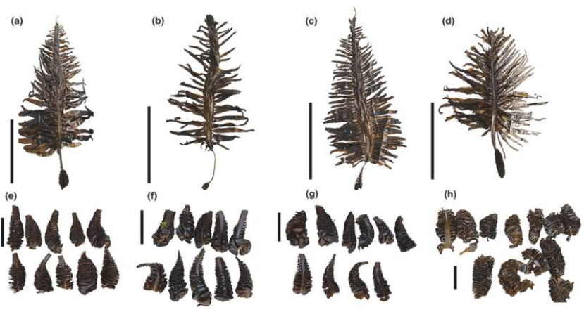 裙带菜(Undaria pinnatifida)的三倍体孢子体(a、b、c)及其孢子叶(e、f、g)和二倍体对应物(d、h)。